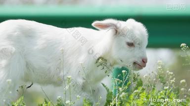 春天小山羊羔吃草动物畜牧业绵羊